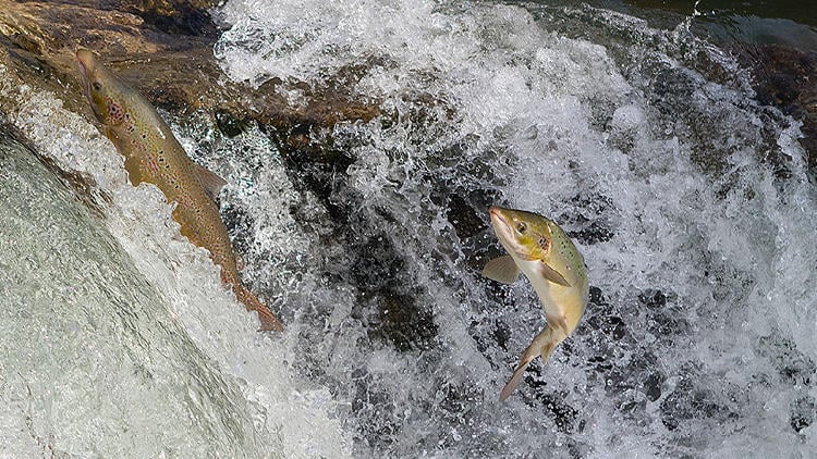 campanu pesca campanu pesca
