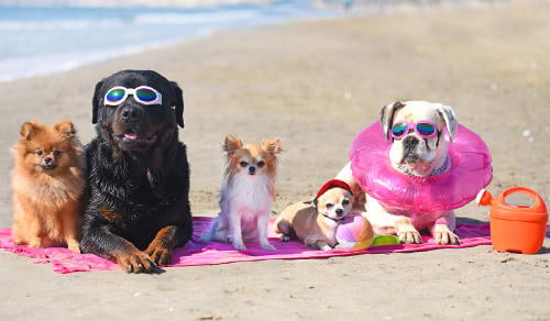 Playas para perros en Asturias