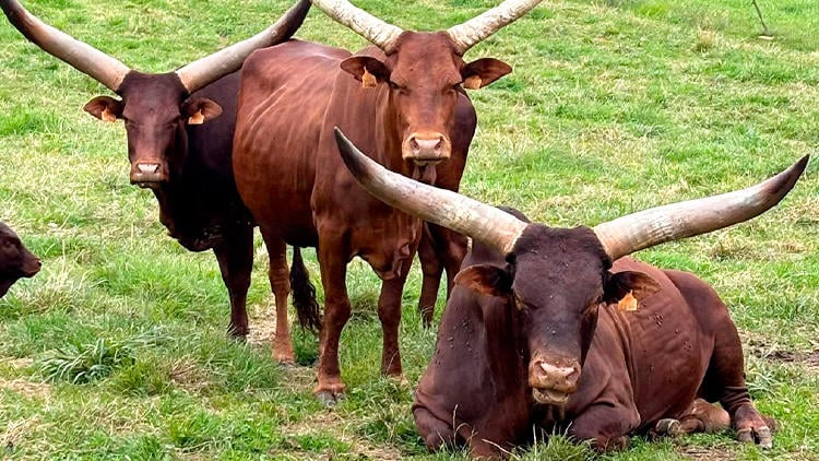 nucleo zoologico tuernes pequeno Núcleo zoológico Tuernes El Pequeño en Asturias