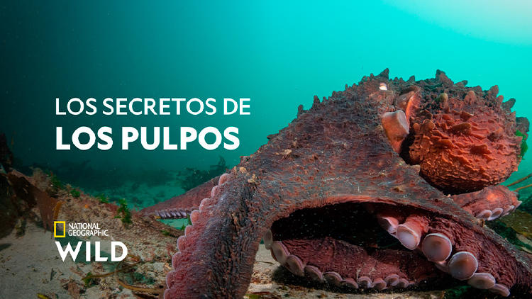 Los secretos de los pulpos Nat Geo Wild