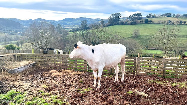 8 visita queseria asturias los caserinos 8 visita queseria asturias los caserinos