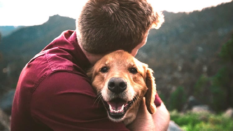 Adoptar perros en Gijón