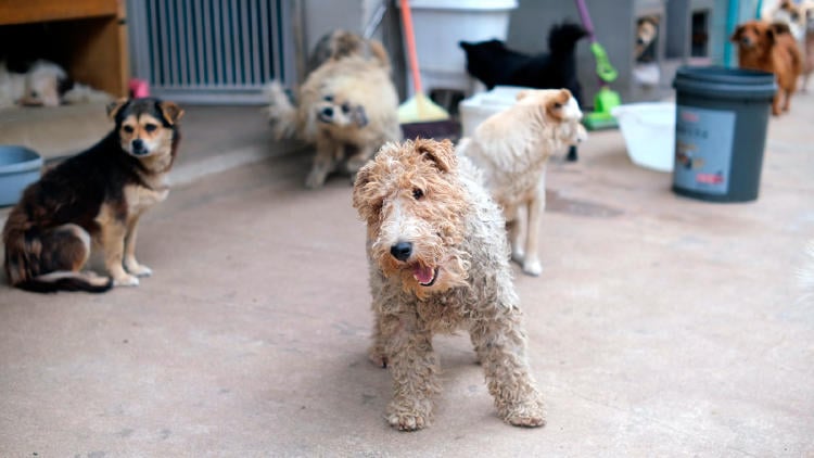 Adoptar perros en Oviedo