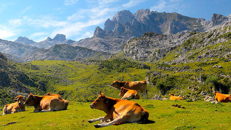 montanas asturias pena santa enol