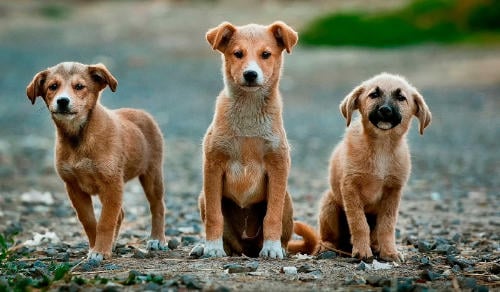 Adoptar perros en Asturias