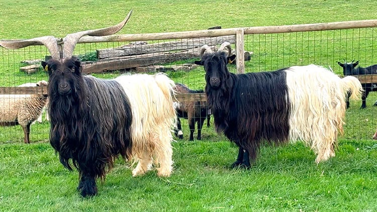 nucleo zoologico tuernes el pequeno asturias Visita al Núcleo zoológico Tuernes El Pequeño