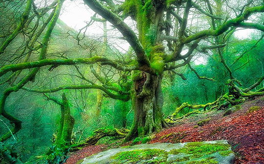 bosques-asturias-biescona