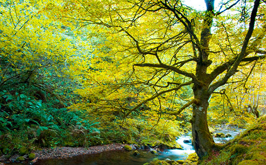 bosques-asturias-muniellos