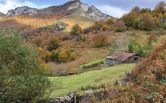 bosques-asturias-cea