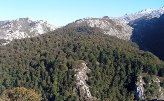 bosques-asturias-pome